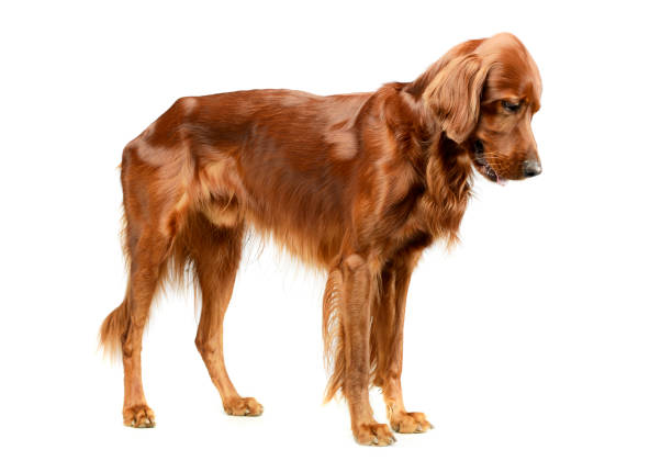 istock Studio shot of an adorable irish setter 1194551219