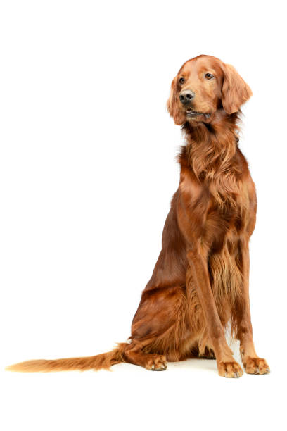 istock Studio shot of an adorable irish setter 1194551226