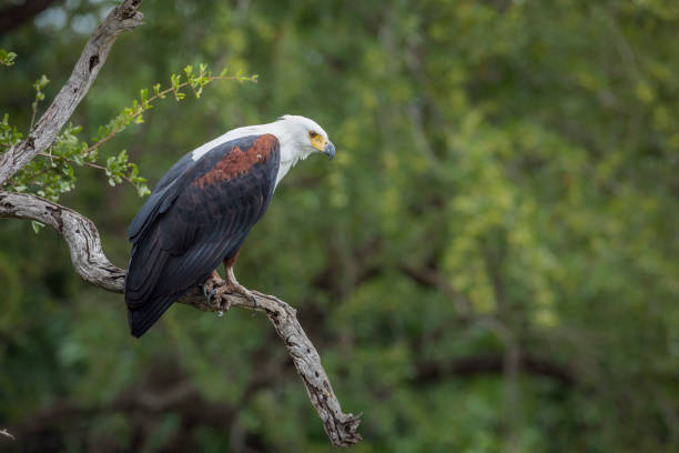 istock African fish eagle in Kruger National park, South Africa 1194551232