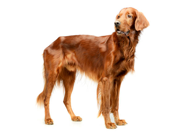 istock Studio shot of an adorable irish setter 1194551244