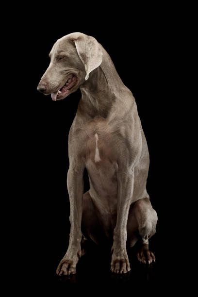 istock Studio shot of an adorable Weimaraner 1194551247