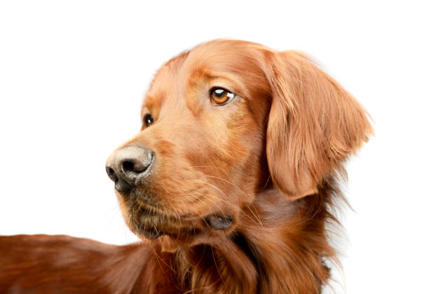 istock Portrait of an adorable irish setter 1194551264