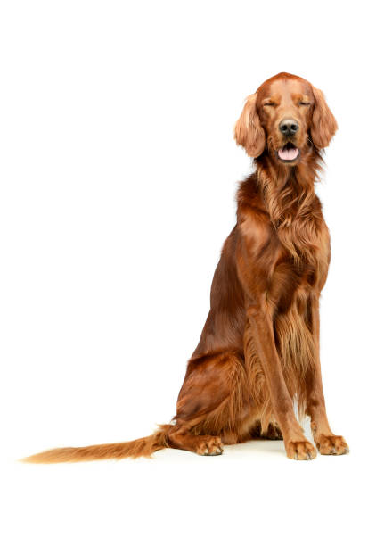 istock Studio shot of an adorable irish setter 1194551281
