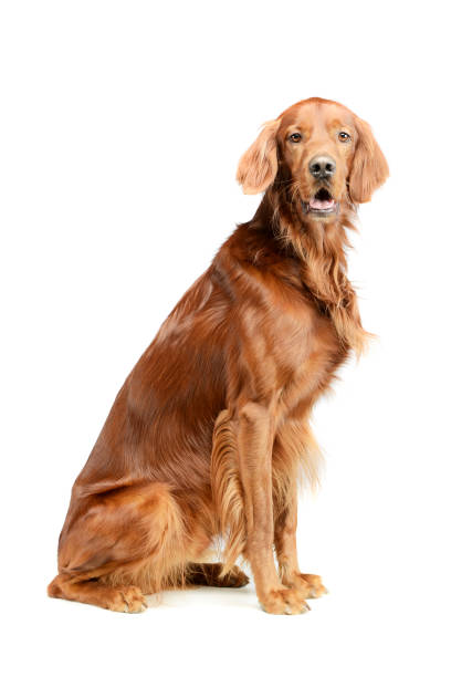 istock Studio shot of an adorable irish setter 1194551304
