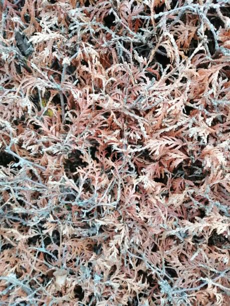 istock Close up pine leaves. Pattern of dried thuja branches. 1194551467