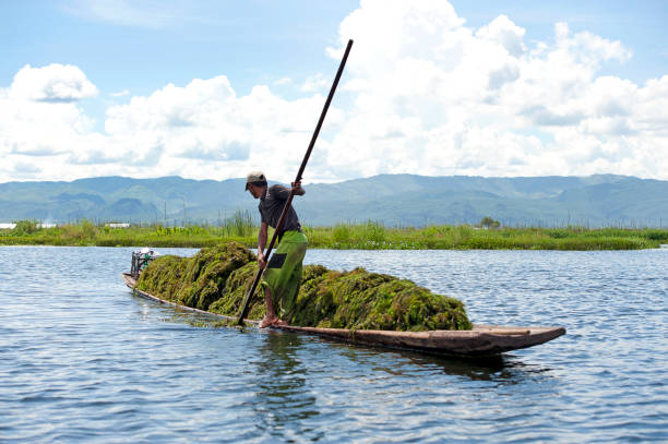 Scraping for seaweed, Inle Lake, Shan State, Myanmar Seaweed collection, Inle Lake, Shan State, Myanmar. Inle Lake provides a wealth of resources for income and subsistence in this fertile region, where local residents of the Inn Tha, or Inntha indigenous people such as this seaweed harvester spend their days working, fishing or manufacturing local handcrafts, including longtail boats, row boats, shan paper umbrellas, cheroots as well as farming on floating gardens for crops such as tomatoes, Shan State, Myanmar seaweed farming stock pictures, royalty-free photos & images