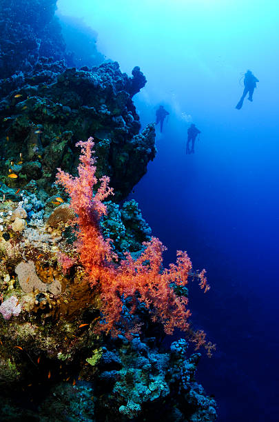 istock res soft coral with scuba divers in background 119455636