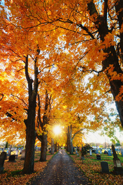 Rich colours surround a rural cemetery lane.