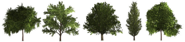 istock Set of different green trees 1194557624