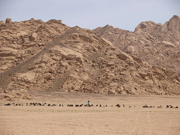 istock Goatherd with his goats in desert 119455832