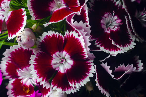 Beautiful multicolored flowers of Turkish carnation growing in a summer sunny garden close-up Beautiful multicolored flowers of Turkish carnation growing in a summer sunny garden close-up. dianthus barbatus stock pictures, royalty-free photos & images
