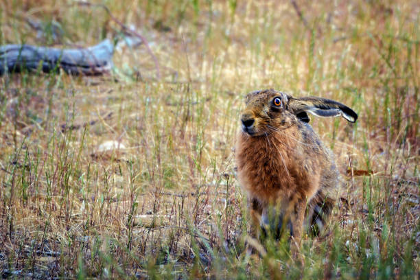 Lepus europaeus - Brown Hare in the grass at Norfolk Wildlife Trust Cley marshes North Norfolk i running towards camera Cley NWT, October 2023