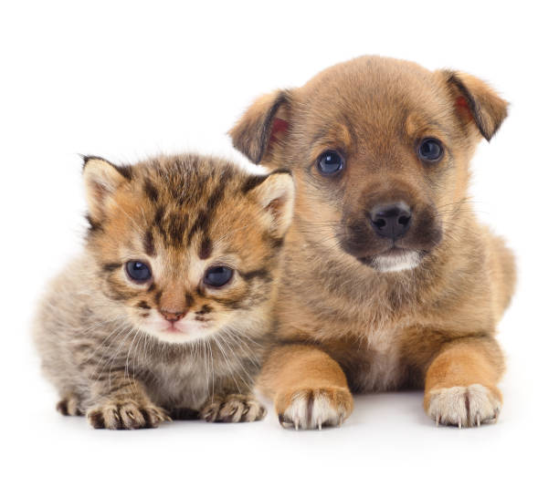 istock Baby puppy and kitten. 1194559254