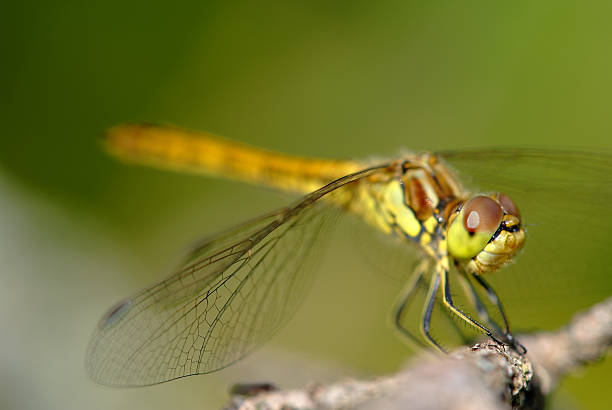 istock dragonfly macro shot in summer time 119456455
