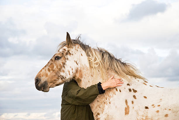 woman hugging appaloosa horse stock photo