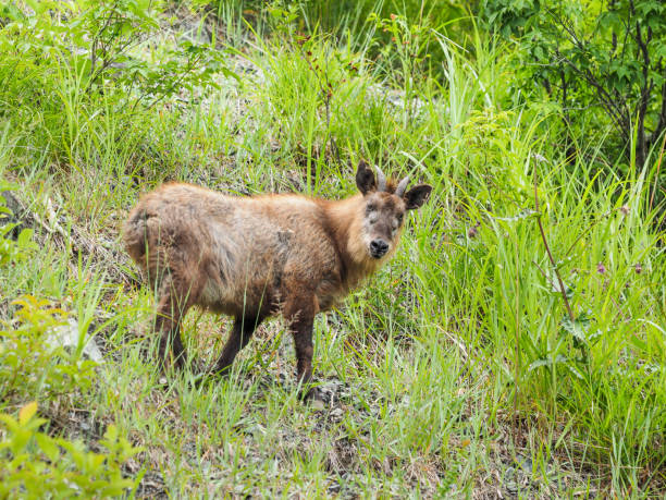 290+ Fotos, Bilder und lizenzfreie Bilder zu Serau Fotos iStock