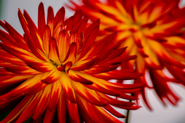 A red and yellow spider or cactus Dahlia. This macro was taken at a flower show.