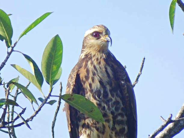 istock Snail Kite (Rostrhamus sociabilis) - juvenile perched on a Florida tree 1194571211