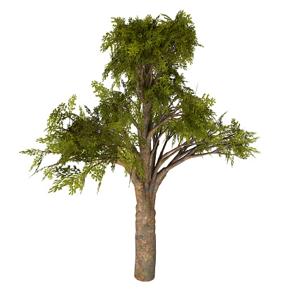 Agathis is a coniferous evergreen tree native to Australia and New Zealand and date back to the Jurassic and Cretaceous Periods.