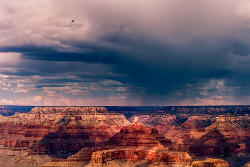 Eagle flying over Grand Canyon south rim and storm clouds – Arizona, USA