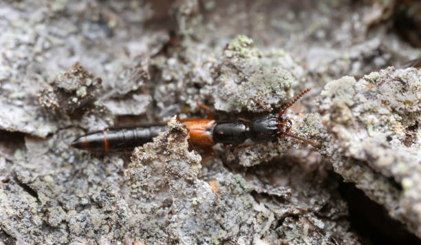 escarabajo rove, nudobius lentus en corteza de abeto - asnillo fotografías e imágenes de stock