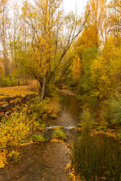 istock Rio next to the autumn trees in Soria 1194578349