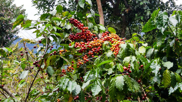 Coffee Crop - Lake Atitlan - Guatemala