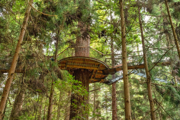 Suspended tree walk Looking up high to the platform and suspended tree walk bridge in the dense lush Redwoods Whakarewarewa forest in Rotorua New Zealand whakarewarewa stock pictures, royalty-free photos & images