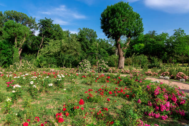 flowerbed with blooming roses in a park with deciduous trees on a sunny summer day under a blue sky.