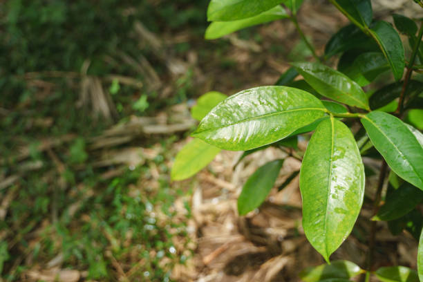 istock Small mangosteen plant 1194592676
