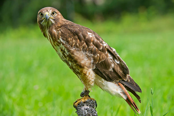red-tailed hawk auf post - rotschwanzbussard stock-fotos und bilder