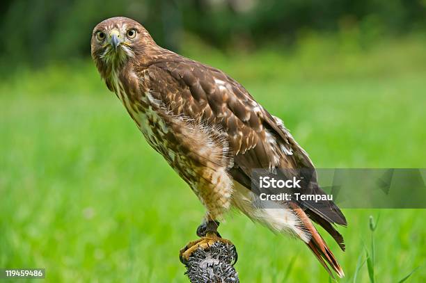 Red Tailed Hawk On Post Stock Photo - Download Image Now - Red-tailed Hawk, Animal Wildlife, Animals In Captivity