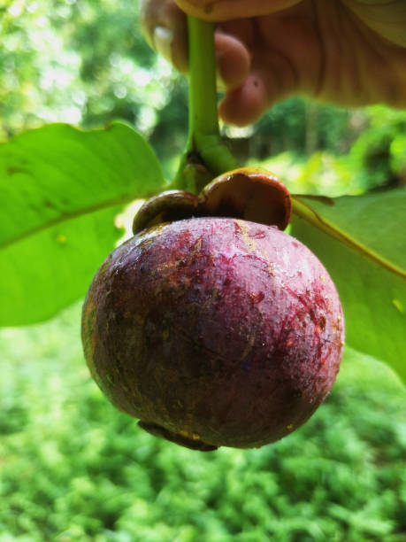 istock Fresh mangosteen from garden Thailand 1194596896