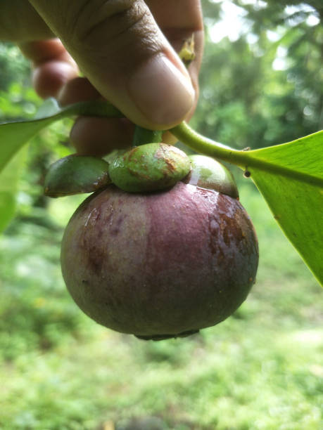 istock Fresh mangosteen from garden Thailand 1194596921