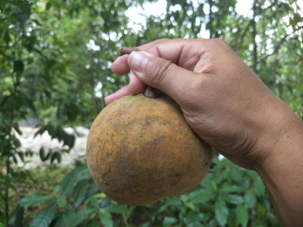 istock Picking fresh Santol in the garden 1194596922