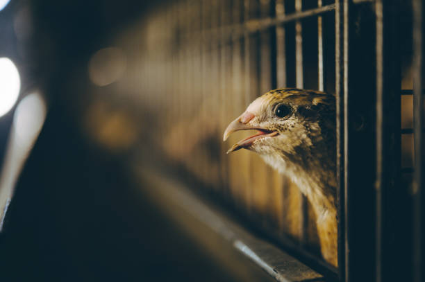 istock quail bird farm egg cage organic animal poultry 1194597616