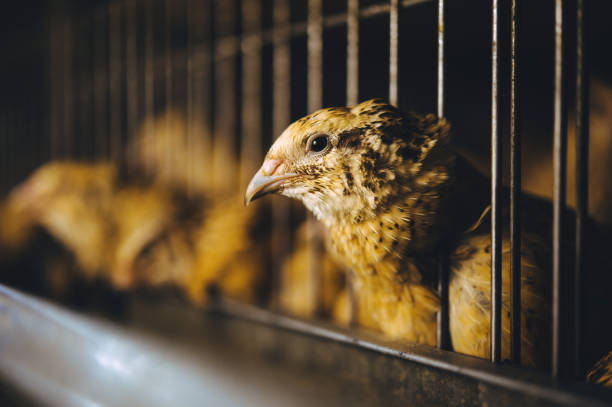 istock quail bird farm egg cage organic animal poultry 1194598072
