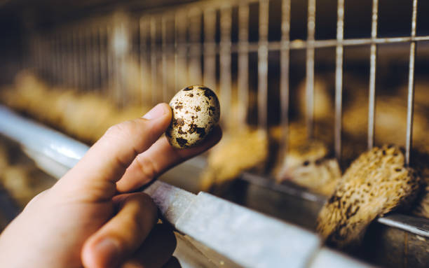 chim chim nuôi trứng gia cầm hữu cơ gia cầm - optimizing quail egg-laying productivity hình ảnh sẵn có, bức ảnh & hình ảnh trả phí bản quyền một lần