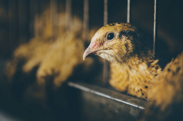 istock quail bird farm egg cage organic animal poultry 1194598634