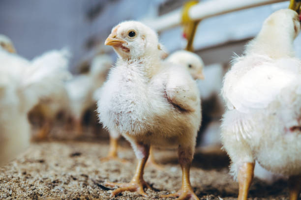 istock little small broiler poultry white chick bird 1194600618