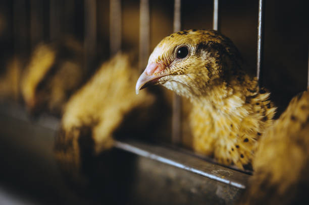 istock quail bird farm egg cage organic animal poultry 1194600638
