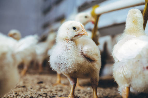 istock little small broiler poultry white chick bird 1194600694