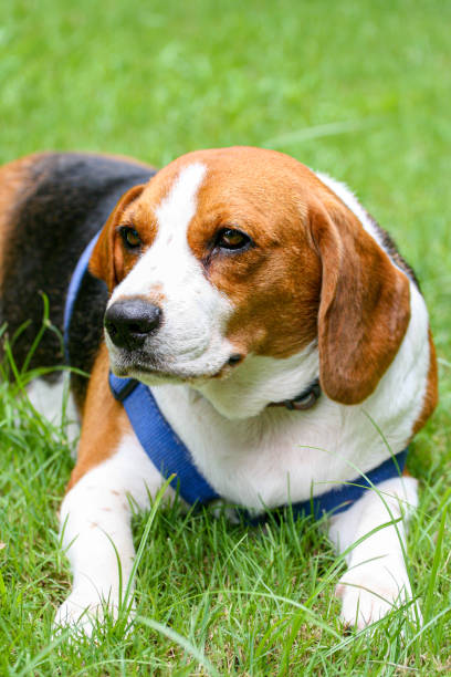 istock Purebred pedigree Beagle dog lying down on the lawn 1194601977