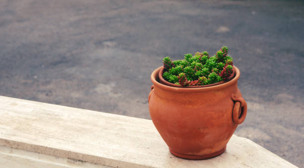 istock Ceramic pot with succulent plant 1194603623