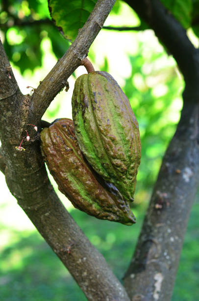 istock Green Cocoa pods on tree 1194605252