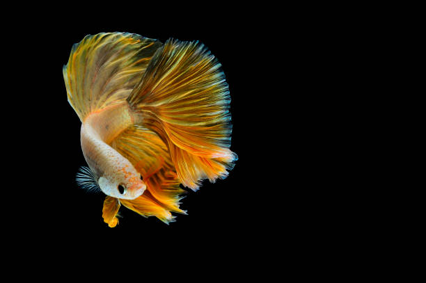 istock Betta fish,Siamese fighting fish in movement isolated on black background 1194605542