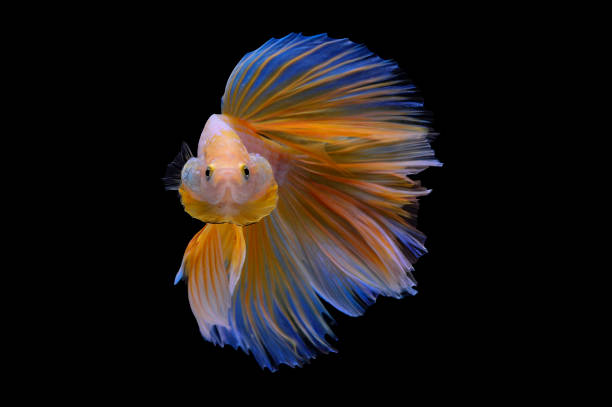 istock Paradise fish, or Macropodus Opercularis, isolated on black background 1194605583