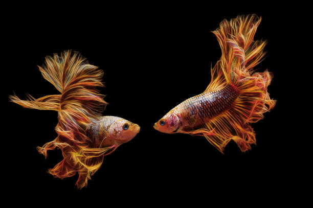 istock Paradise fish, or Macropodus Opercularis, isolated on black background 1194605602