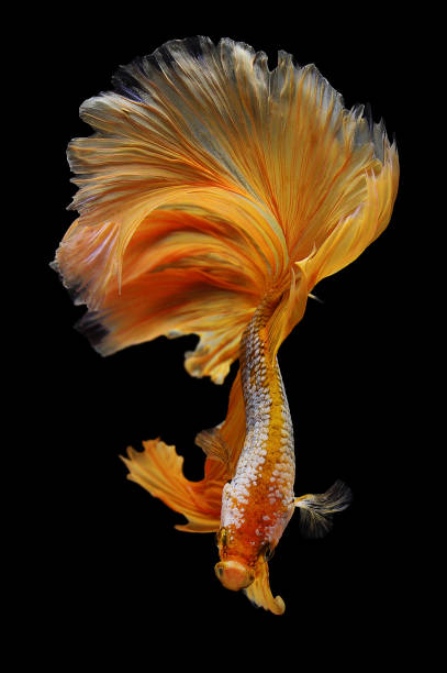 istock Paradise fish, or Macropodus Opercularis, isolated on black background 1194605609
