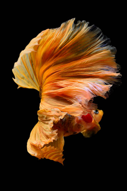 istock Paradise fish, or Macropodus Opercularis, isolated on black background 1194605612